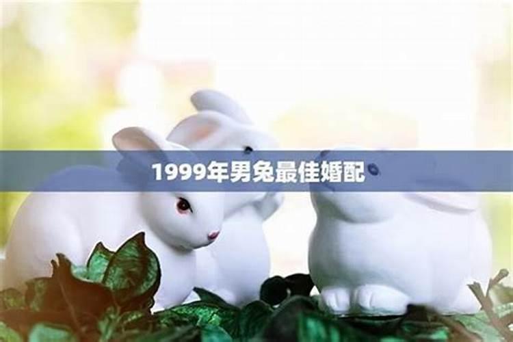 1999年属兔婚配