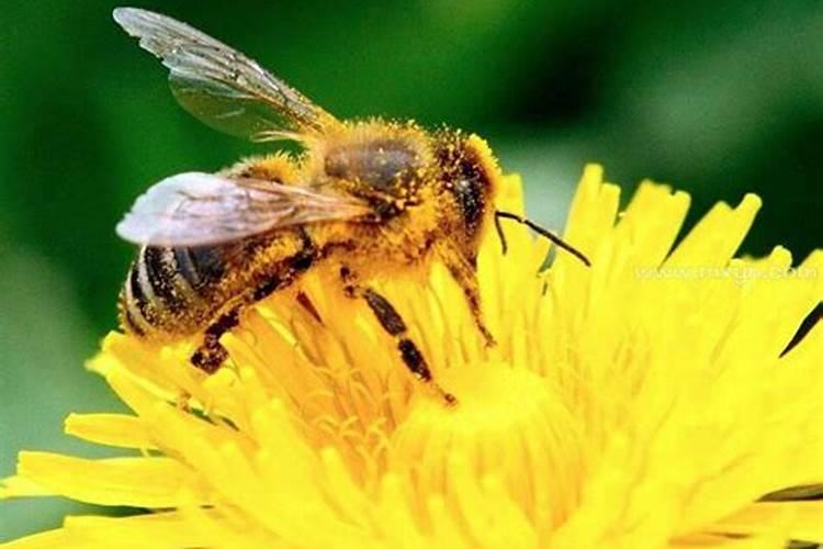 做梦梦到被蜜蜂蛰是什么意思呀