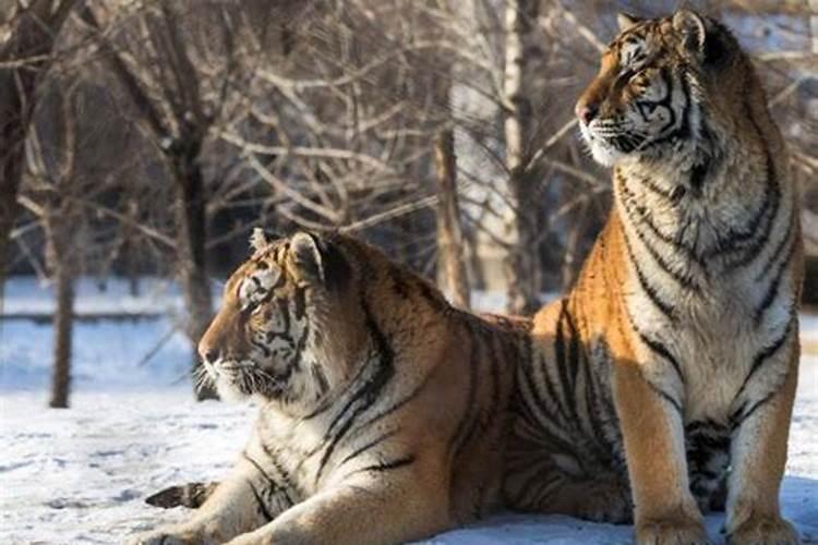 梦见一只母老虎和三只小老虎