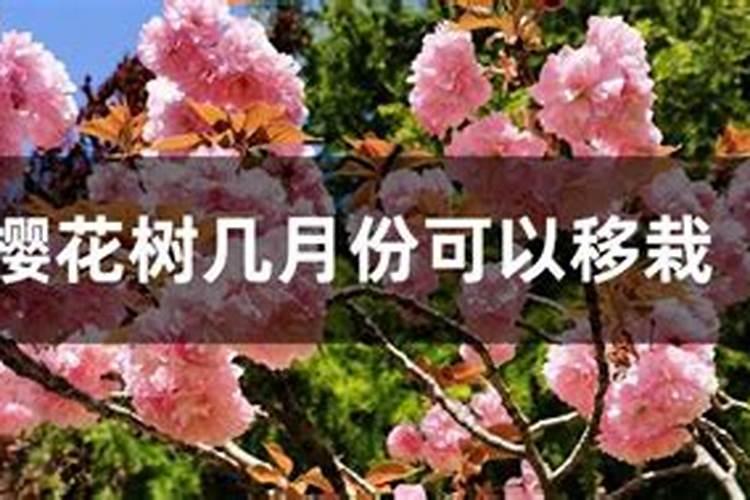 马樱花栽多长时间能够成活