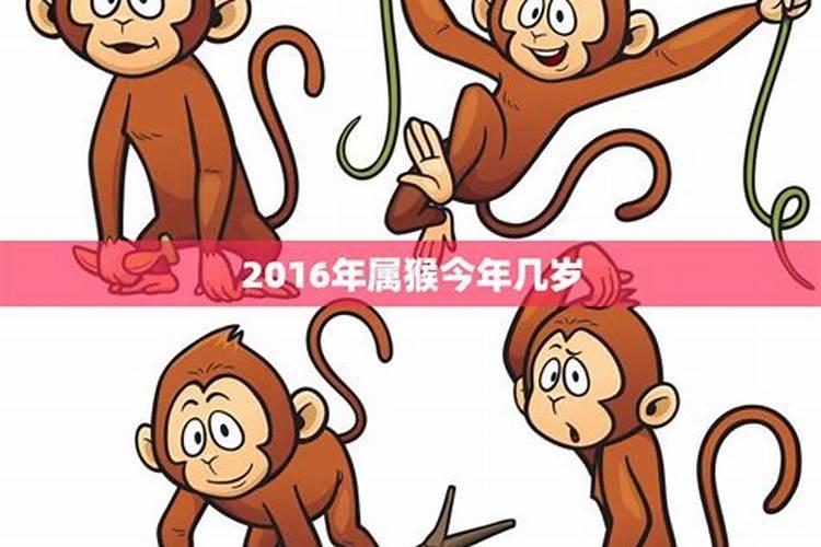 2016年属猴的今年运势怎么样