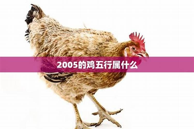 2005生肖鸡五行属什么