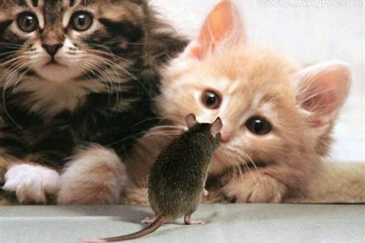 梦见老鼠和猫是什么意思