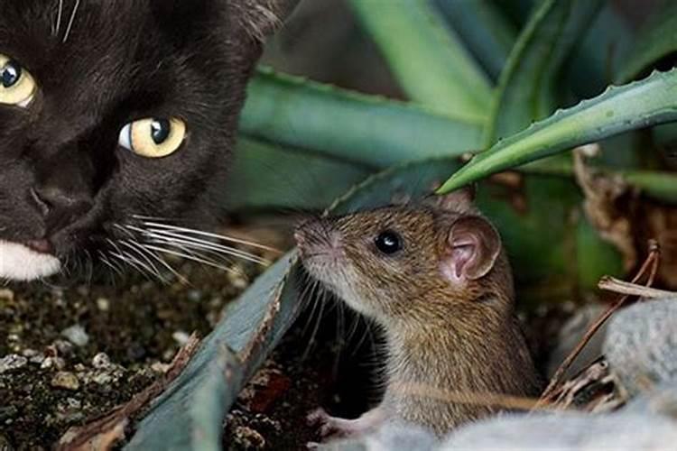 梦见老鼠和猫是什么意思
