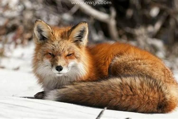 已婚女人梦见狐狸是什么预兆