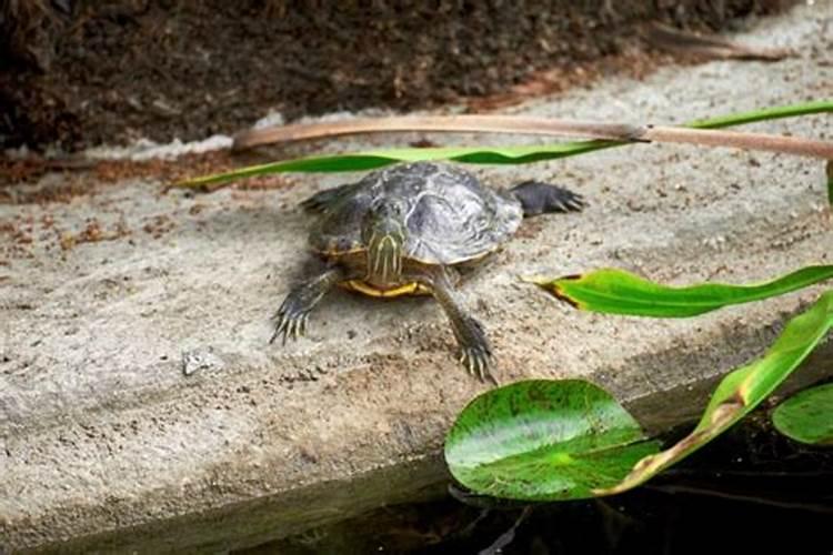 家里养的乌龟可以放生到放生池吗?