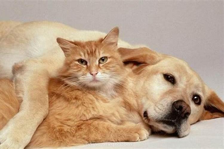 梦见猫和狗是