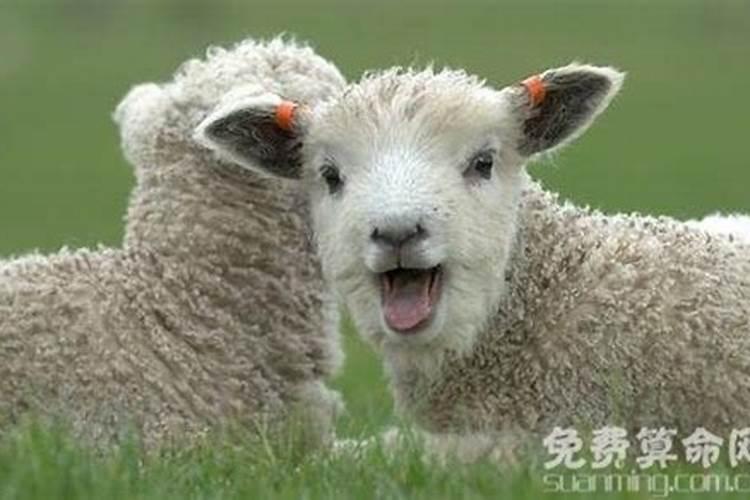 属羊人出生时辰命运最好