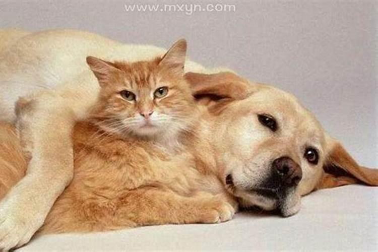 梦见狗和猫怎么回事