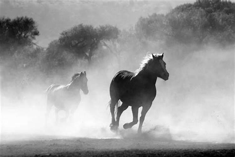 梦见马是什么寓意和象征风水