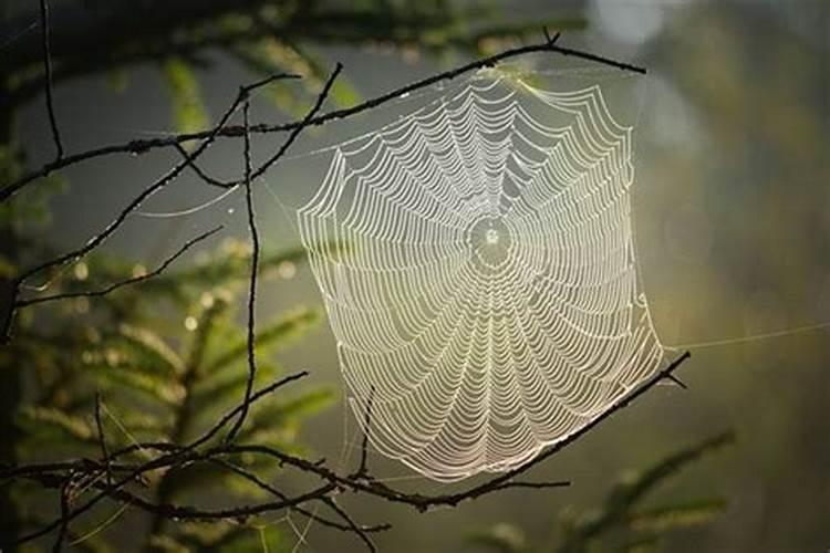 梦到蜘蛛是什么意思