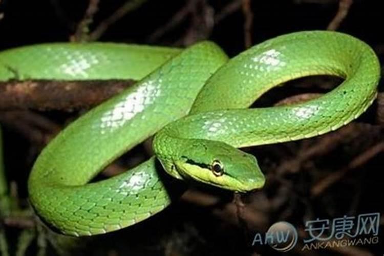 梦到绿色的蛇是什么意思是什么