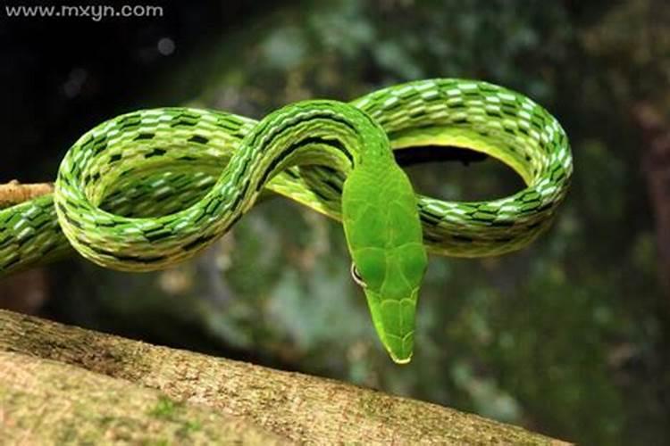 已婚女人梦到绿色的蛇老往自己身上爬但不会伤害自己