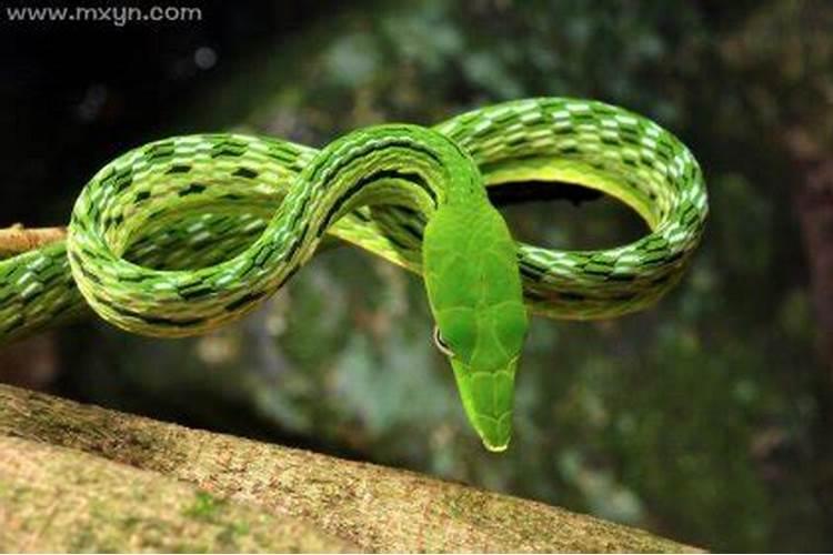 男人梦见绿蛇是什么预兆解梦