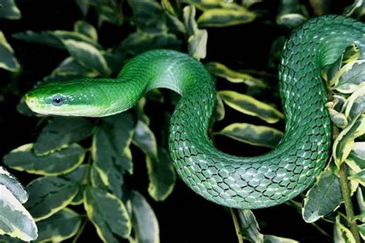 晚上做梦梦到蛇是什么意思头是绿色的