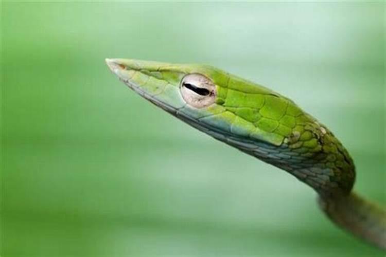 梦见绿头蛇