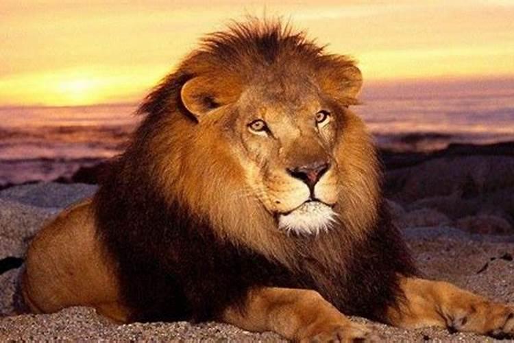 女人梦见狮子有好兆头吗