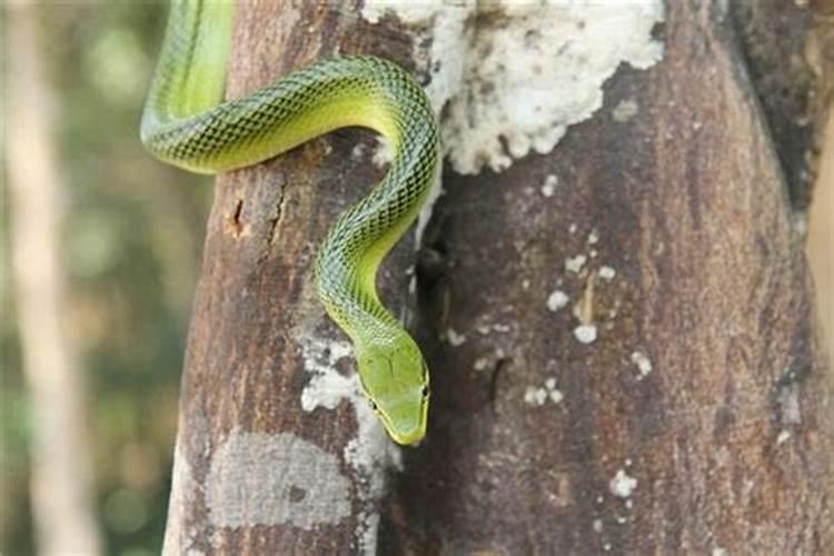 梦见绿色的蛇什么预兆