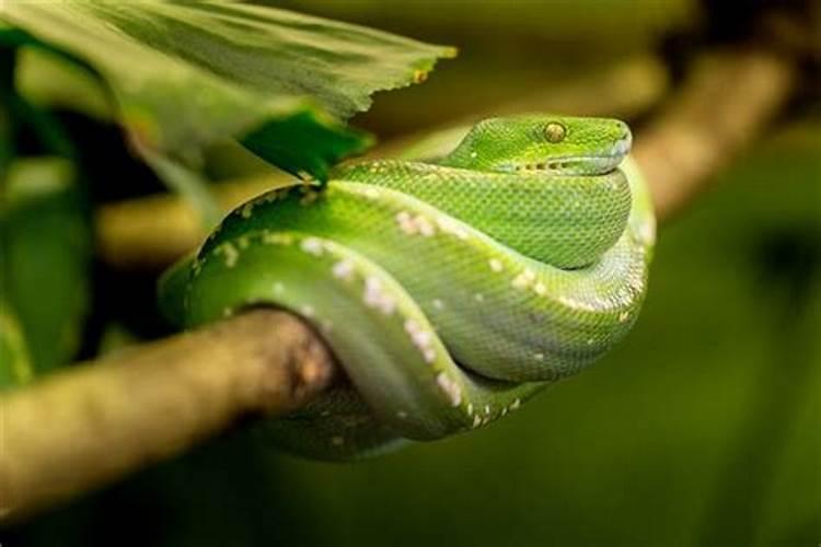 孕妇梦见绿色的蛇是什么意思