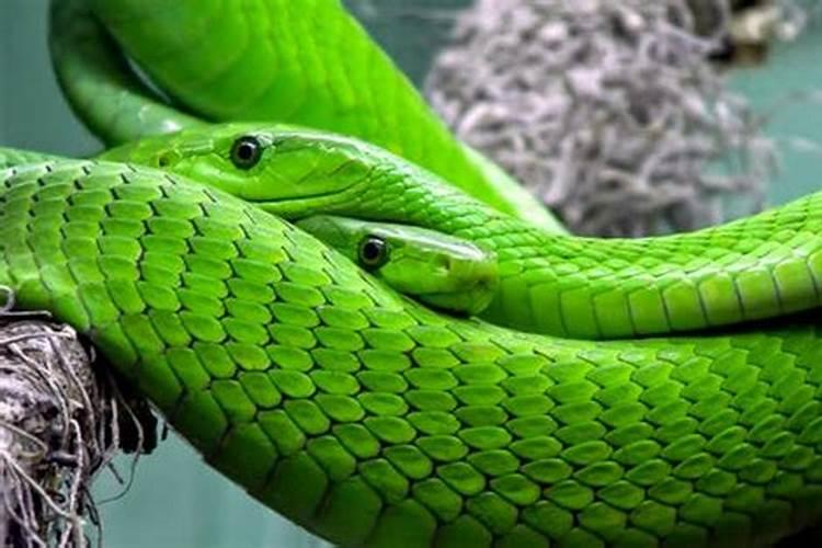 梦见绿色蛇是什么意思孕妇