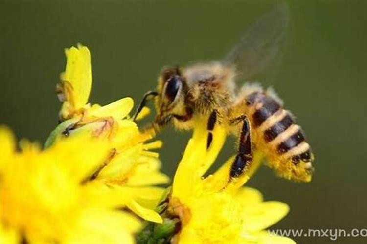 梦见蜜蜂意味着什么
