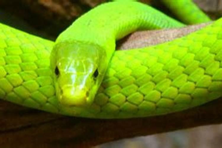 梦见绿色蛇有什么预兆