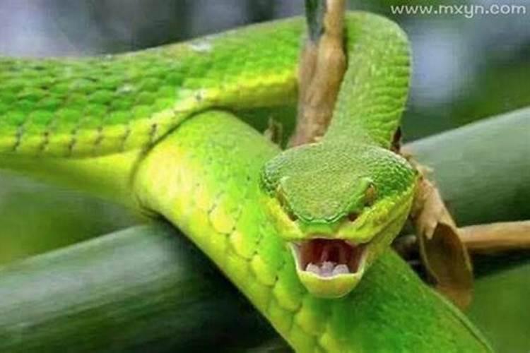 结婚男人梦见绿色蛇