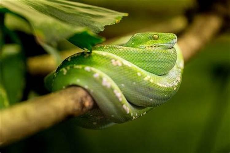 结婚男人梦见绿色蛇