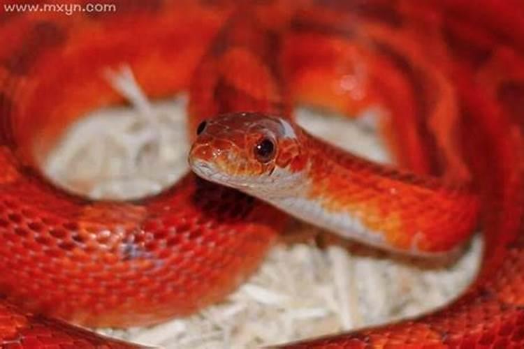 做梦梦见红色的蛇是什么意思