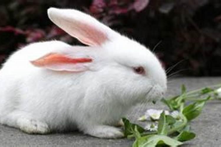做梦梦到兔子是啥征兆是什么意思