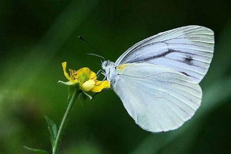 白蝴蝶是什么预兆