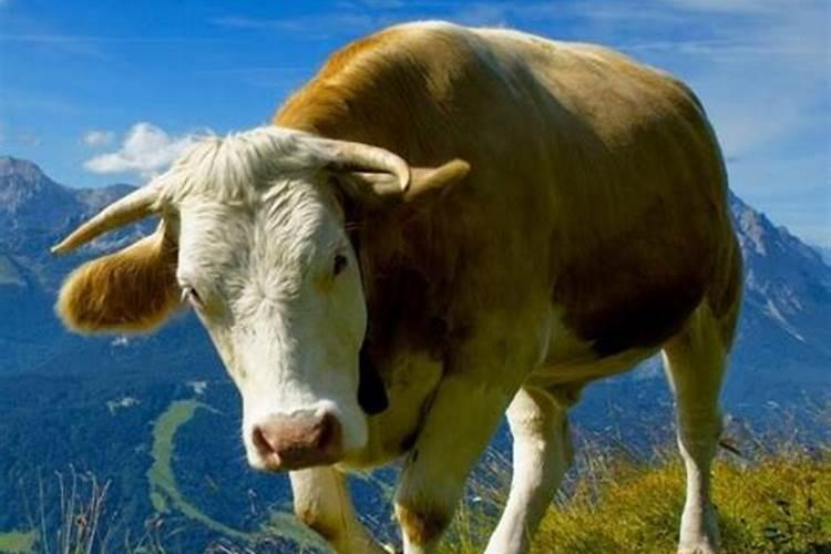 梦见白牛是什么意思