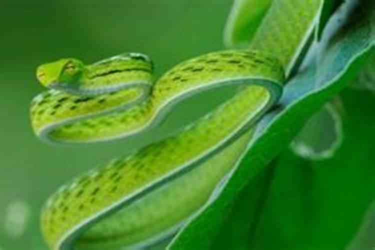 已婚男人梦见绿色的蛇是什么预兆