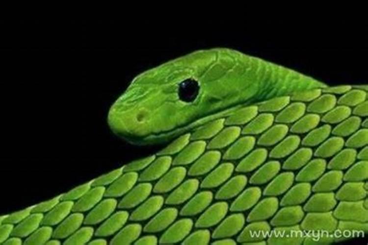 已婚女人梦见一条绿色的小蛇追自己