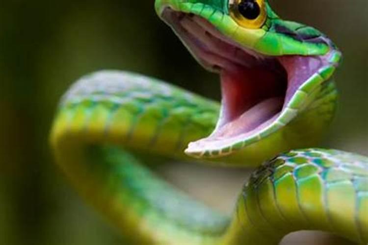已婚女人梦见一条绿色的小蛇咬自己