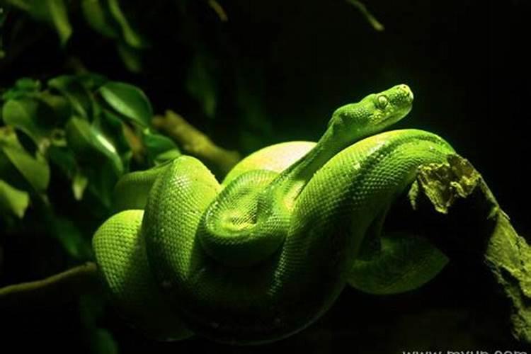 已婚女人梦见一条绿色的小蛇追自己