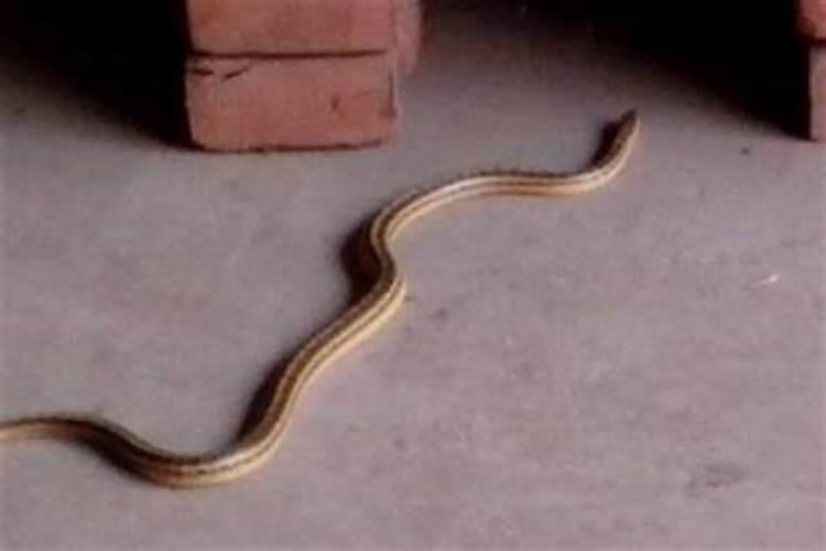房子边有蛇出现该怎样办