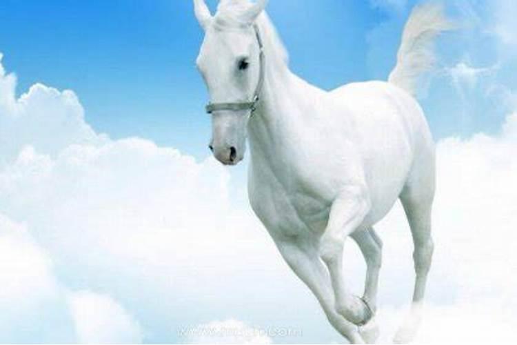 梦见白马是什么意思周公解梦