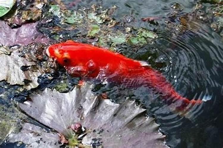 梦见大红鱼跳出水面是什么意思