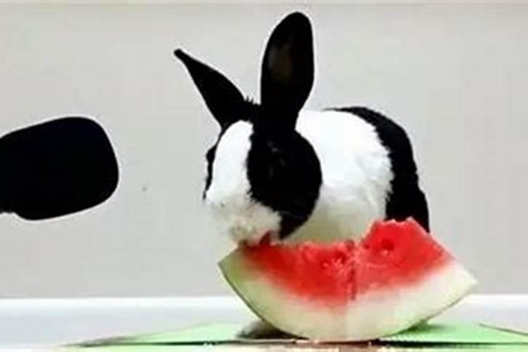 三个月大的兔子可以吃西瓜皮吗