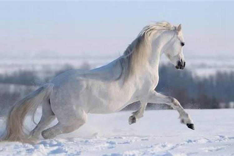梦见白马是什么兆头