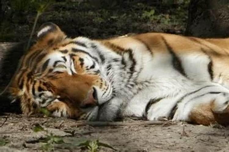 梦见老虎逃出动物园