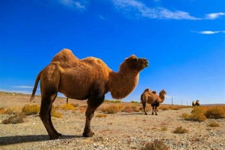 梦见骆驼是什么意思