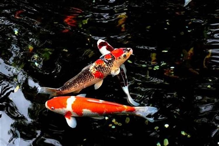 梦见红鲤鱼在水里游泳