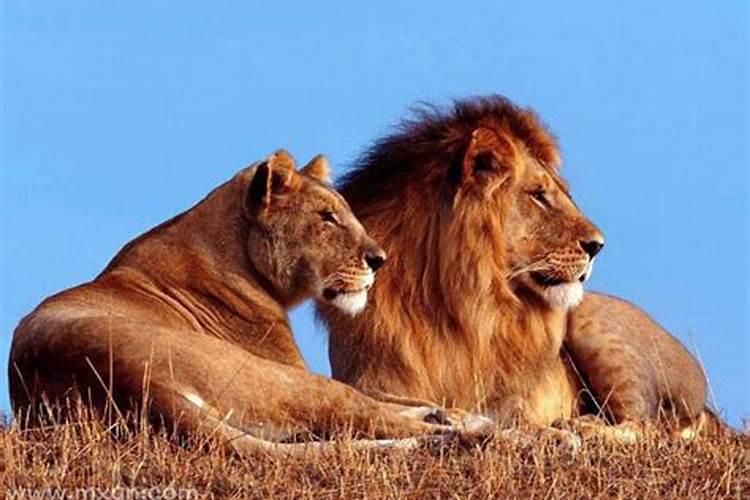 孕妇梦见狮子预示着什么
