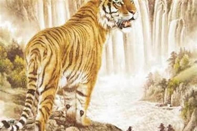 1962年的虎是属虎是什么命