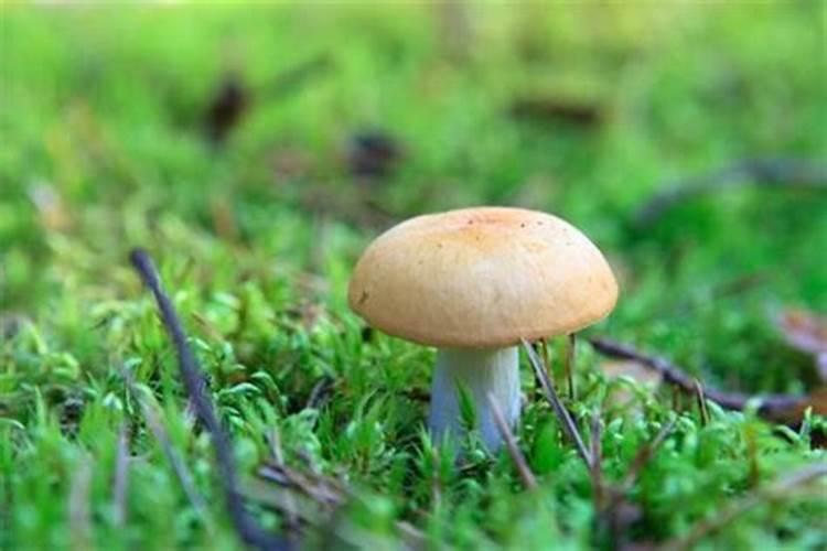 梦见蘑菇是什么寓意呢