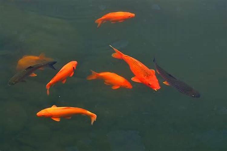 梦见很大的红鲤鱼在水里游