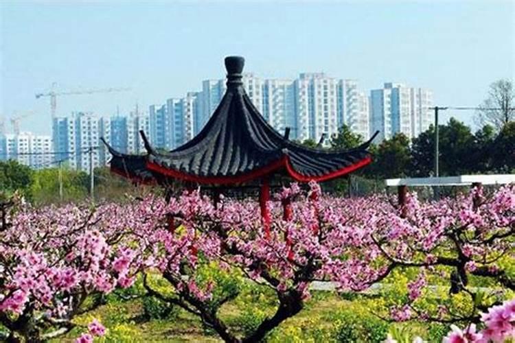 上海赏桃花哪里最好的地方