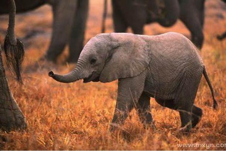梦见小象是胎梦吗